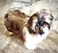 Imperial Lily  , a female Shih Tzu for sale in Cedar Rapids, IA – Photo 1 of 4