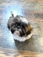 Imperial Lily  , a female Shih Tzu for sale in Cedar Rapids, IA – Photo 2 of 2