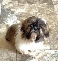 Imperial Lily  , a female Shih Tzu for sale in Cedar Rapids, IA – Photo 2 of 4
