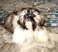 Imperial Lily  , a female Shih Tzu for sale in Cedar Rapids, IA – Photo 4 of 4