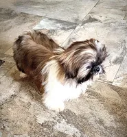 Imperial Lily  , a female Shih Tzu for sale in Cedar Rapids, IA – Photo 3 of 4