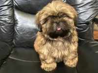Tommy, a male Shih Tzu for sale in Cedar Rapids, IA – 3 of 4