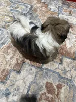 AKC Mario, a male Shih Tzu for sale in Mount Vernon, IA – 3 of 4