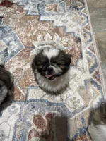 Poppy’s 2 boy, a male Shih Tzu for sale in Cedar Rapids, IA – 2 of 2