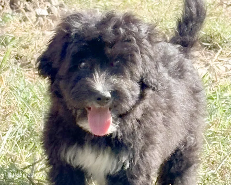 Black Jack, a male Miniature Aussiedoodle for sale in Cedar Rapids, IA – Photo 1 of 1