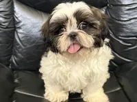 Big Tim, a male Shih Tzu for sale in Cedar Rapids, IA – 7 of 10