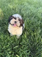 Big Tim, a male Shih Tzu for sale in Cedar Rapids, IA – 1 of 10