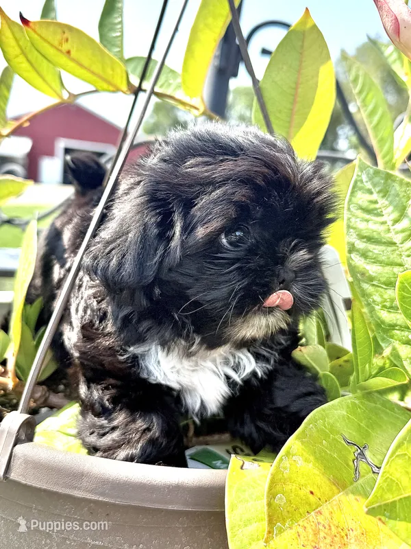 Violets Socks.  – Chihuahua, Shih Tzu puppy for sale in Cedar Rapids, IA