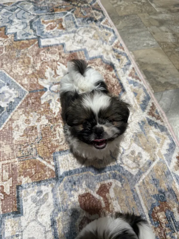 Poppy’s 2 boy – Shih Tzu puppy for sale in Cedar Rapids, IA