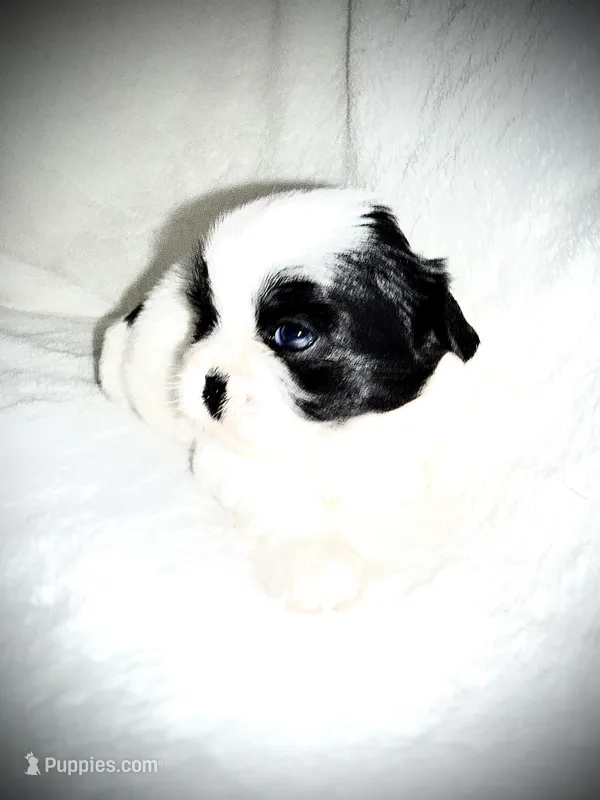 Etta – Shih Tzu puppy for sale in Cedar Rapids, IA