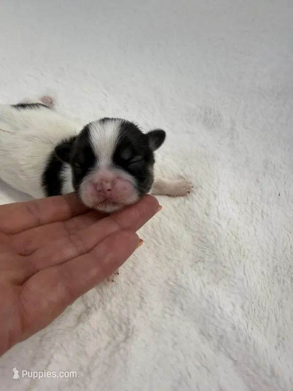 Etta – Shih Tzu puppy for sale in Cedar Rapids, IA