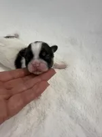 Etta, a female Shih Tzu for sale in Cedar Rapids, IA – Photo 1 of 2