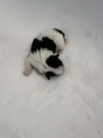 Etta, a female Shih Tzu for sale in Cedar Rapids, IA – Photo 2 of 2