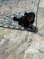 Famous Amos, a male Chihuahua and Shih Tzu for sale in Mount Vernon, IA – 7 of 8