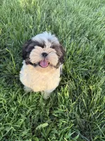 Big Tim, a male Shih Tzu for sale in Cedar Rapids, IA – 9 of 10