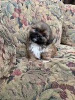 Oregon Bound Seamus is available , a male Shih Tzu for sale in Cedar Rapids, IA – 3 of 8