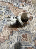 AKC Mario, a male Shih Tzu for sale in Mount Vernon, IA – 4 of 4