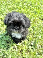 Violets Socks. , a female Chihuahua and Shih Tzu for sale in Cedar Rapids, IA – 3 of 3