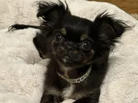 Famous Amos, a male Chihuahua and Shih Tzu for sale in Mount Vernon, IA – 6 of 8