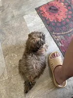 Daisy , a female Shih Tzu for sale in Cedar Rapids, IA – Photo 3 of 5