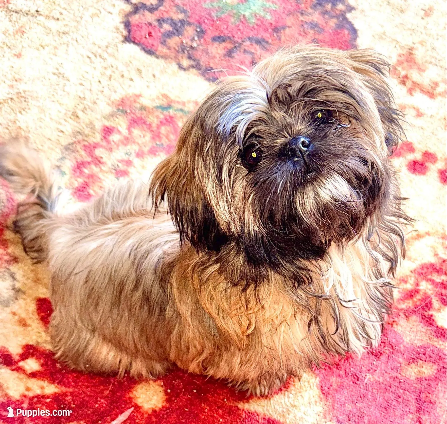 Daisy , a female Shih Tzu for sale in Cedar Rapids, IA – Photo 2 of 5