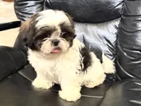 Big Tim, a male Shih Tzu for sale in Cedar Rapids, IA – 5 of 10
