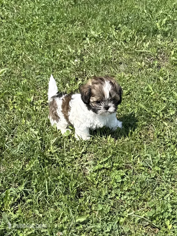 Violets Rainey – Chihuahua, Shih Tzu puppy for sale in Cedar Rapids, IA