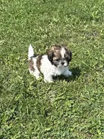 Violets Rainey, a male Chihuahua and Shih Tzu for sale in Cedar Rapids, IA – 1 of 3