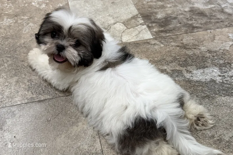 Maeve – Shih Tzu puppy for sale in Cedar Rapids, IA