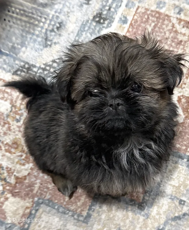 Rhonda’s Bitty Boy – Shih Tzu puppy for sale in Mount Vernon, IA