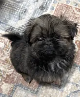 Rhonda’s Bitty Boy, a male Shih Tzu for sale in Mount Vernon, IA – 1 of 4