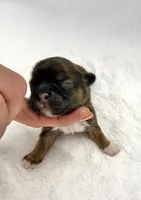 St Patrick Day, a female Shih Tzu for sale in Cedar Rapids, IA – Photo 4 of 4