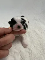 St Patrick Day, a female Shih Tzu for sale in Cedar Rapids, IA – Photo 1 of 4