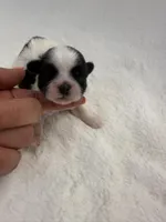 St Patrick Day, a female Shih Tzu for sale in Cedar Rapids, IA – Photo 2 of 4