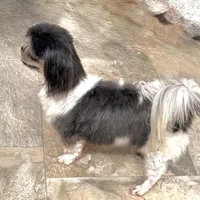 Blue Gloria, a female Shih Tzu for sale in Cedar Rapids, IA – Photo 2 of 2