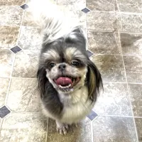 Blue Gloria, a female Shih Tzu for sale in Cedar Rapids, IA – Photo 1 of 2