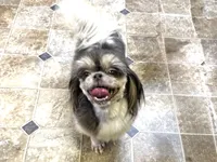 Blue Gloria, a female Shih Tzu for sale in Cedar Rapids, IA – Photo 1 of 2