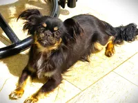 Famous Amos, a male Chihuahua for sale in Mount Vernon, IA – 2 of 2
