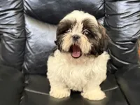 Big Tim, a male Shih Tzu for sale in Cedar Rapids, IA – 4 of 10