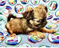 Windy, a female Chihuahua and Shih Tzu for sale in Mount Vernon, IA – 2 of 3