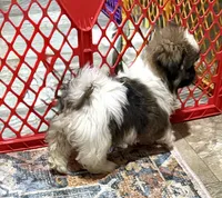 Markey Mark, a male Shih Tzu for sale in Mount Vernon, IA – 2 of 5