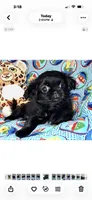 Tiny Jazzy, a female Chihuahua and Shih Tzu for sale in Mount Vernon, IA – 3 of 4