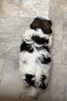 Big Tim, a male Shih Tzu for sale in Cedar Rapids, IA – 10 of 10