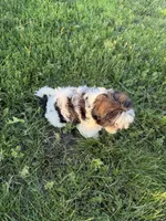 Big Tim, a male Shih Tzu for sale in Cedar Rapids, IA – 2 of 10