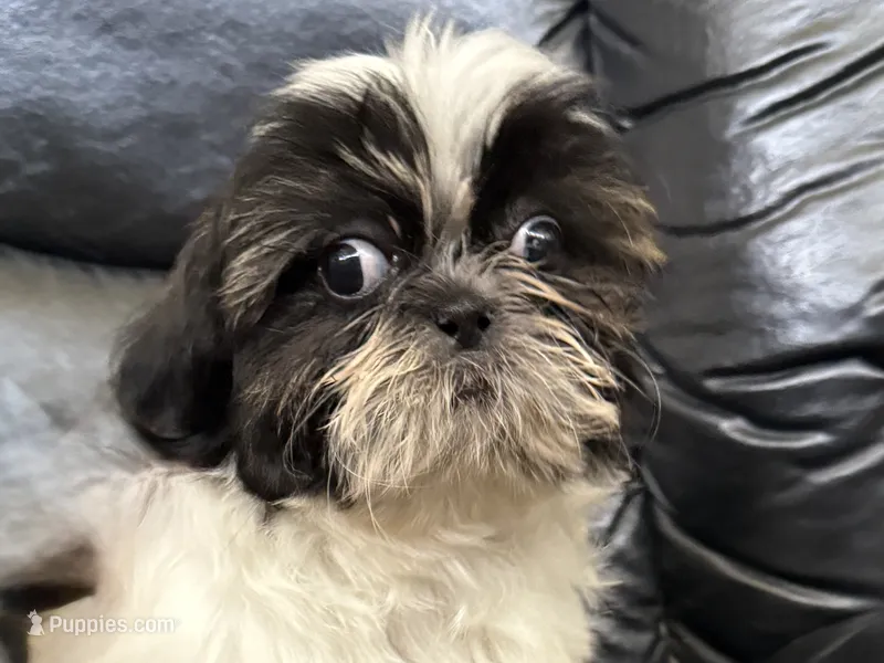Little Timmy  – Shih Tzu puppy for sale in Cedar Rapids, IA