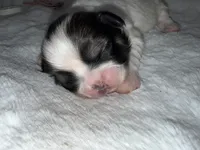 Maeve , a female Shih Tzu for sale in Cedar Rapids, IA – 4 of 4