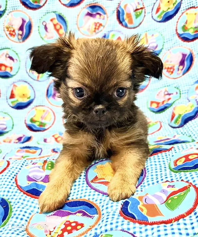 Windy – Chihuahua, Shih Tzu puppy for sale in Mount Vernon, IA