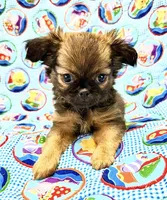 Windy, a female Chihuahua and Shih Tzu for sale in Mount Vernon, IA – 1 of 3