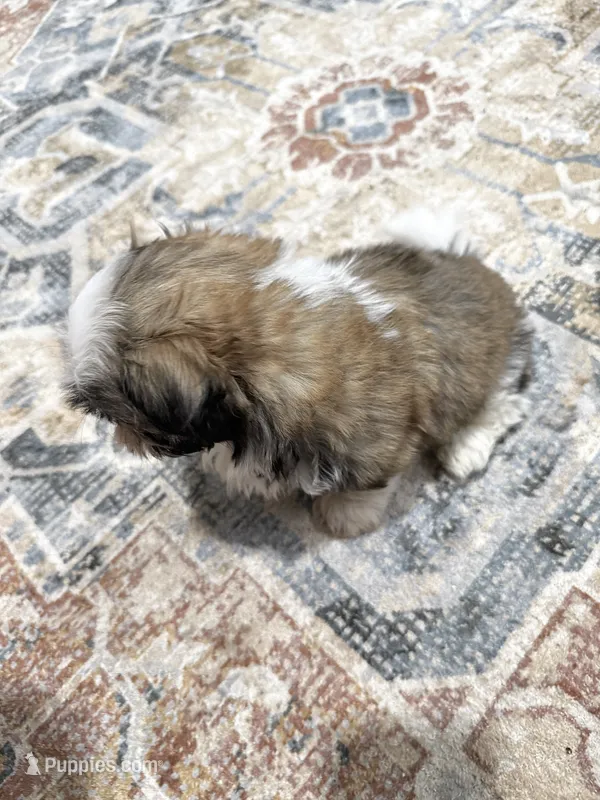 Rhonda’s Tri Boy – Shih Tzu puppy for sale in Mount Vernon, IA