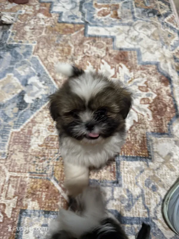 Poppy’s 1st boy – Shih Tzu puppy for sale in Cedar Rapids, IA